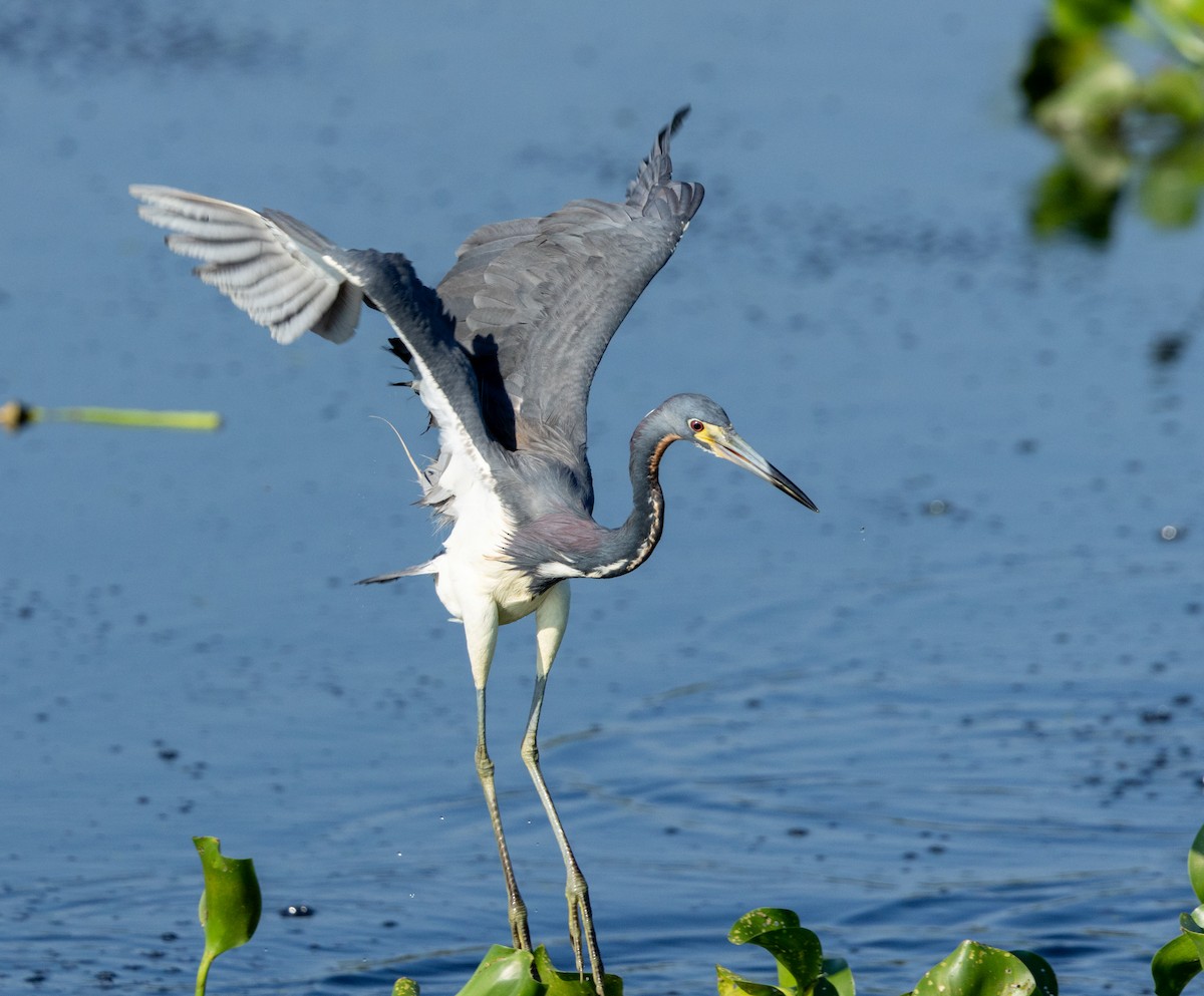 Tricolored Heron - ML620579724