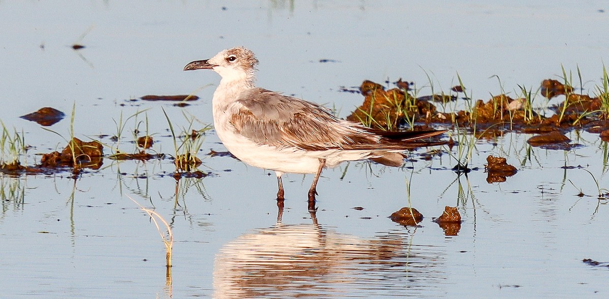 gull sp. - ML620579731