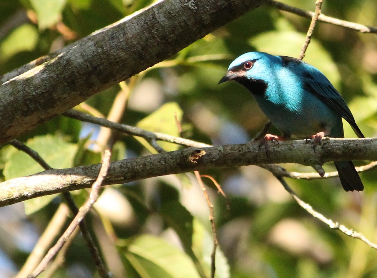 Blue Dacnis - ML620579740