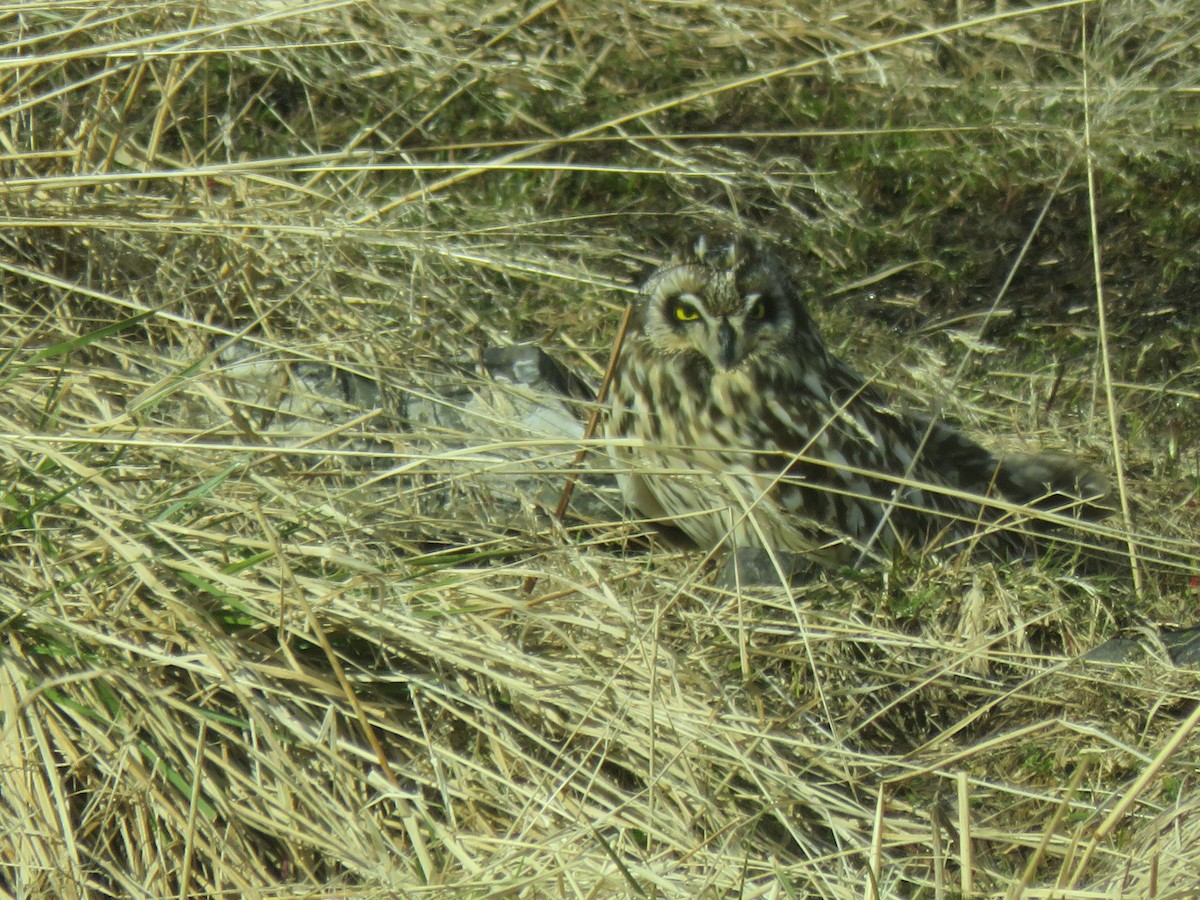 Short-eared Owl - ML620579750