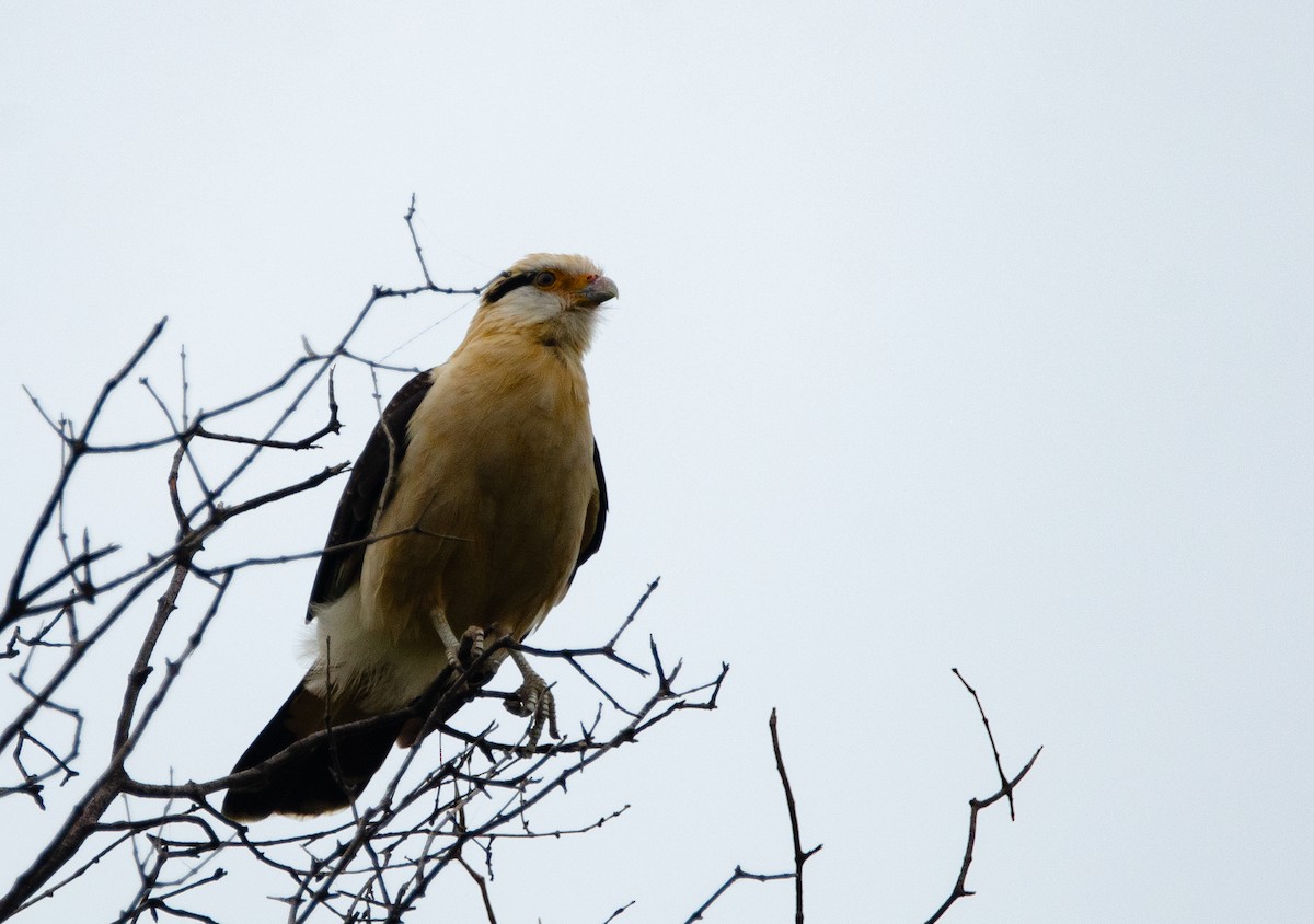 Yellow-headed Caracara - Sebastian Brina