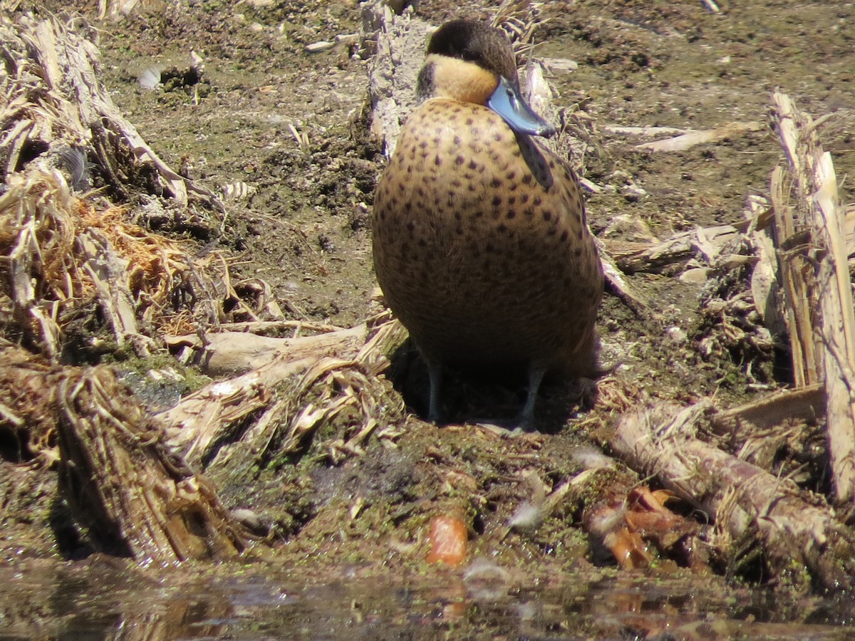 Blue-billed Teal - ML620579753