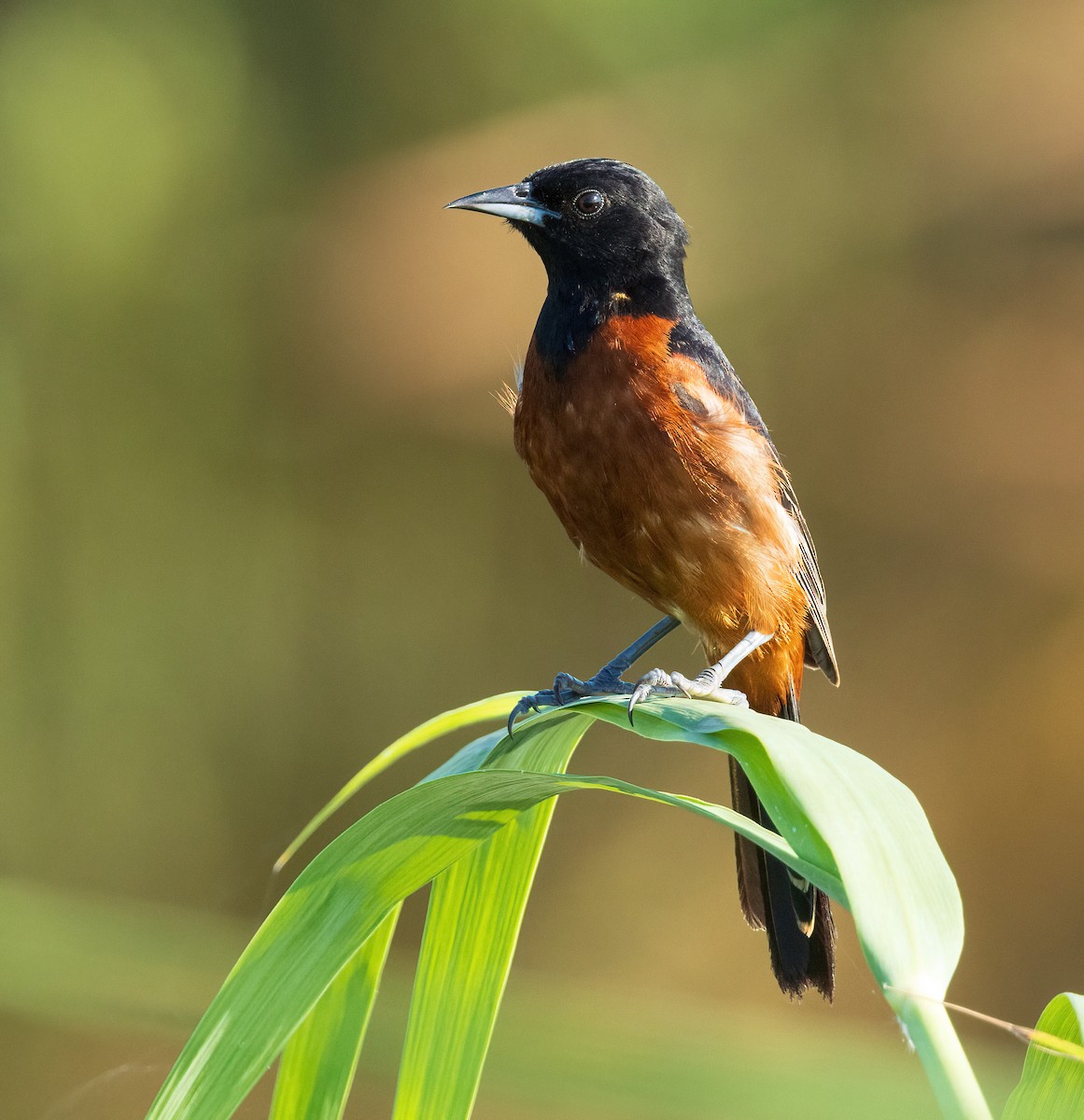 Orchard Oriole - ML620579756