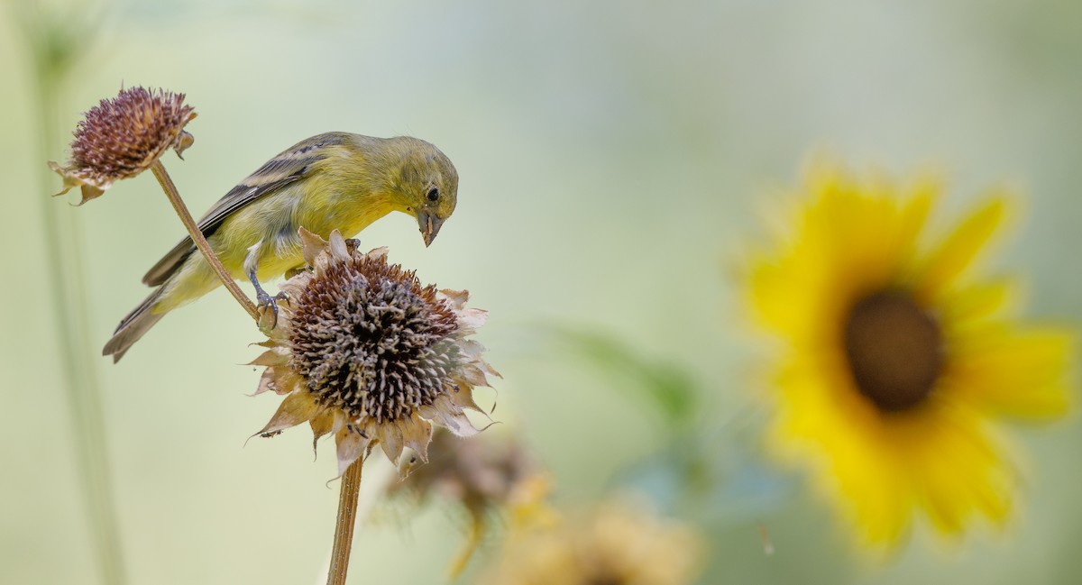 Lesser Goldfinch - ML620579757