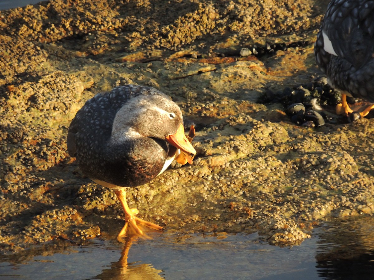 Falkland Steamer-Duck - ML620579767