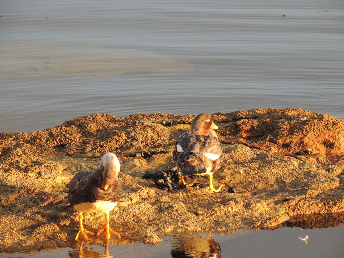 Falkland Steamer-Duck - ML620579770