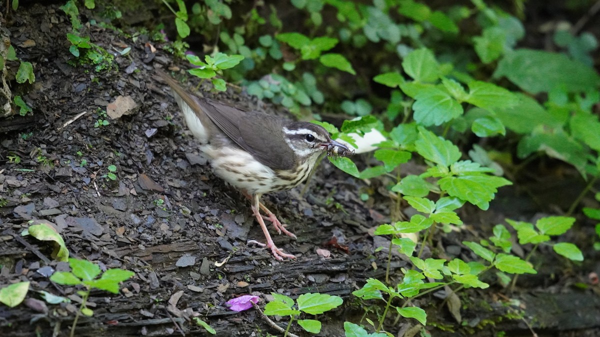 Louisiana Waterthrush - ML620579790