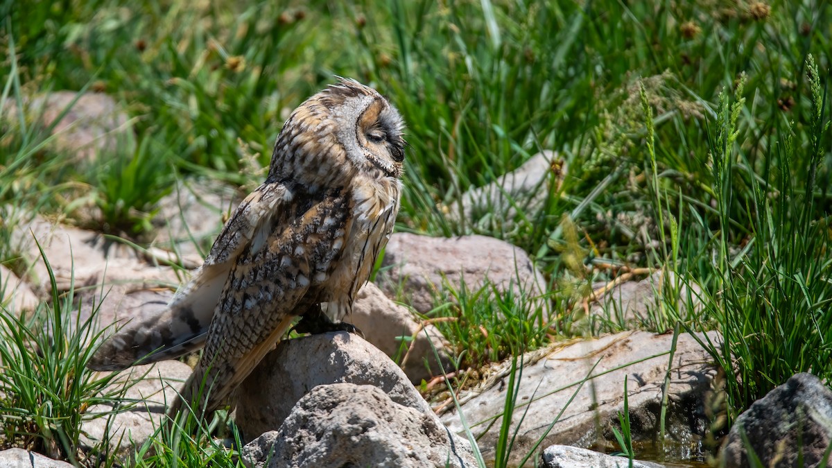 Long-eared Owl - ML620579797