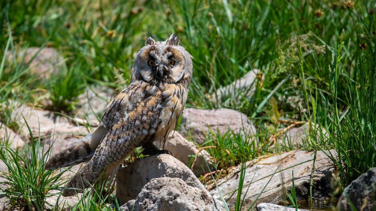 Long-eared Owl - ML620579798