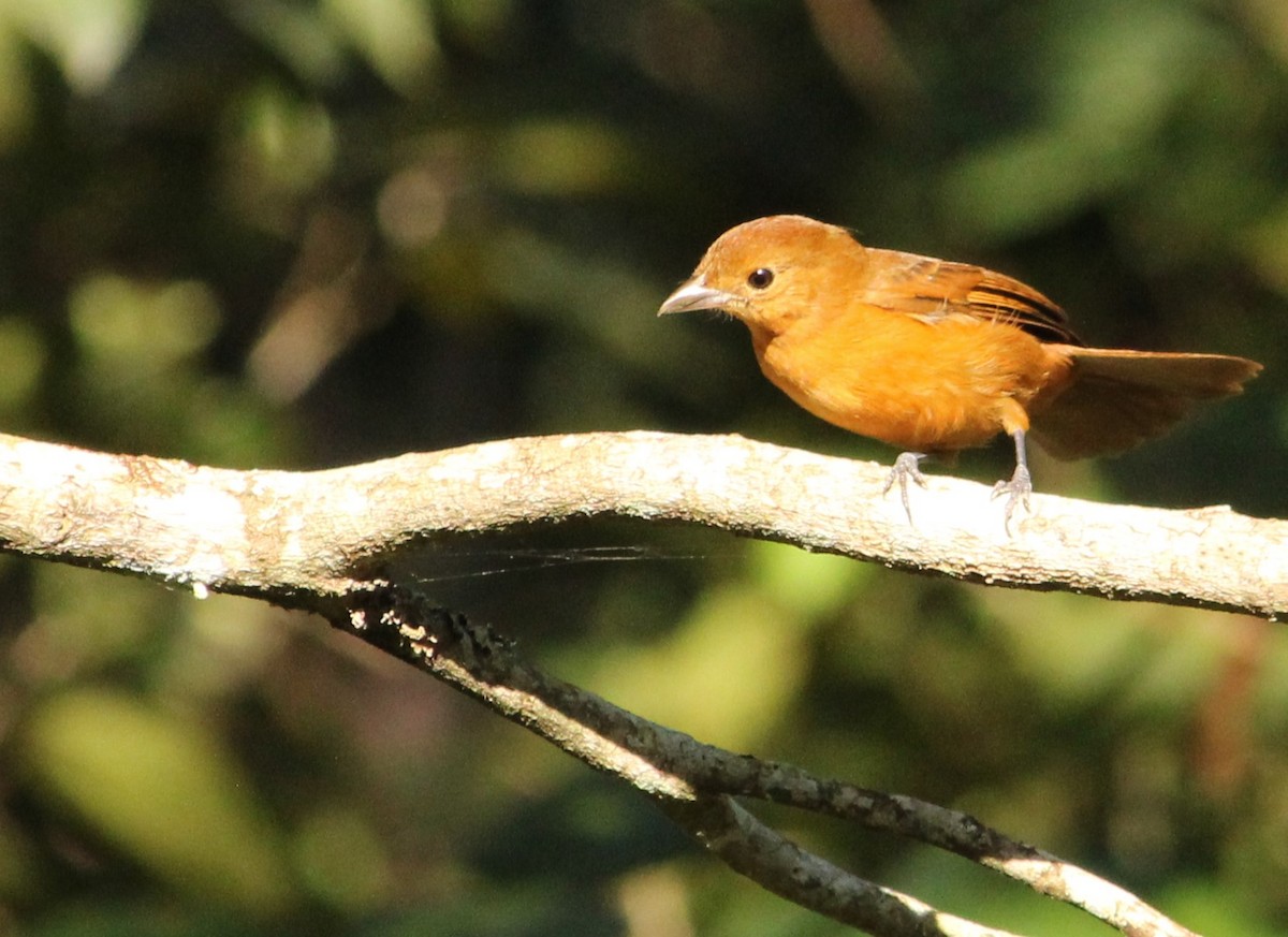 Flame-crested Tanager - ML620579799
