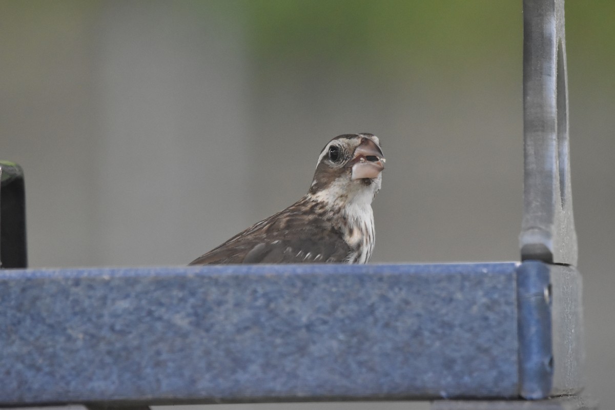 Rose-breasted Grosbeak - ML620579800