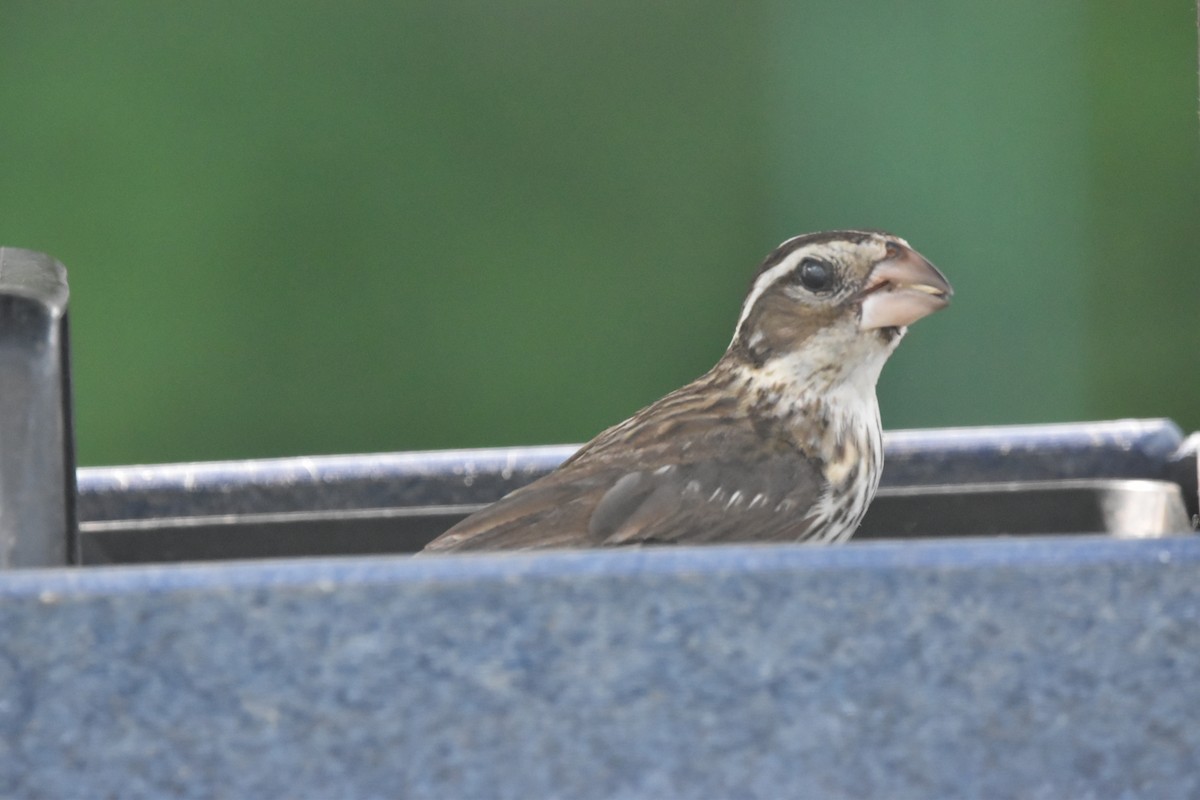 Cardinal à poitrine rose - ML620579802