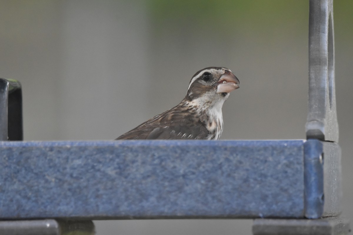 Rose-breasted Grosbeak - ML620579803