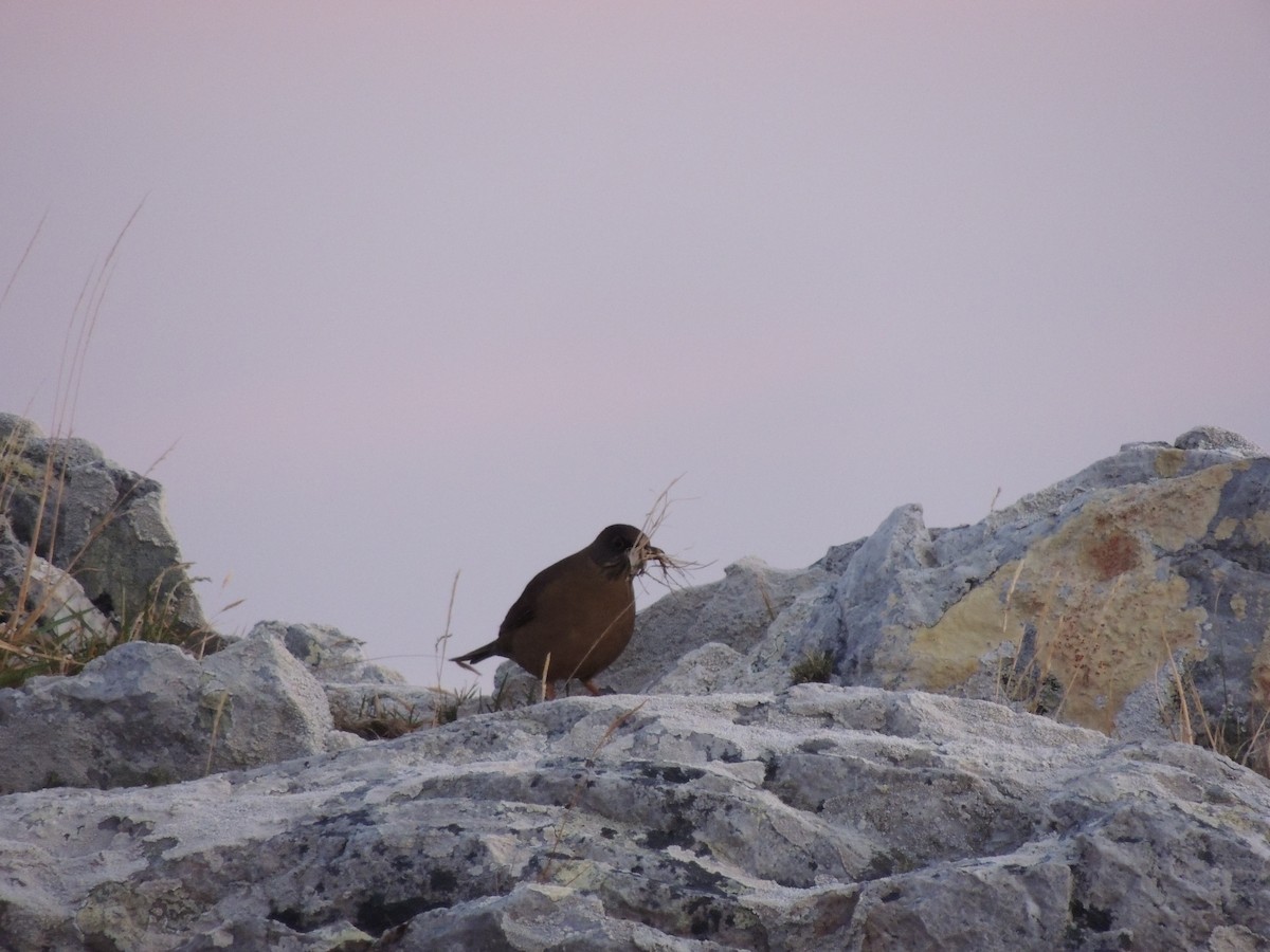 Austral Thrush (Falkland) - ML620579815