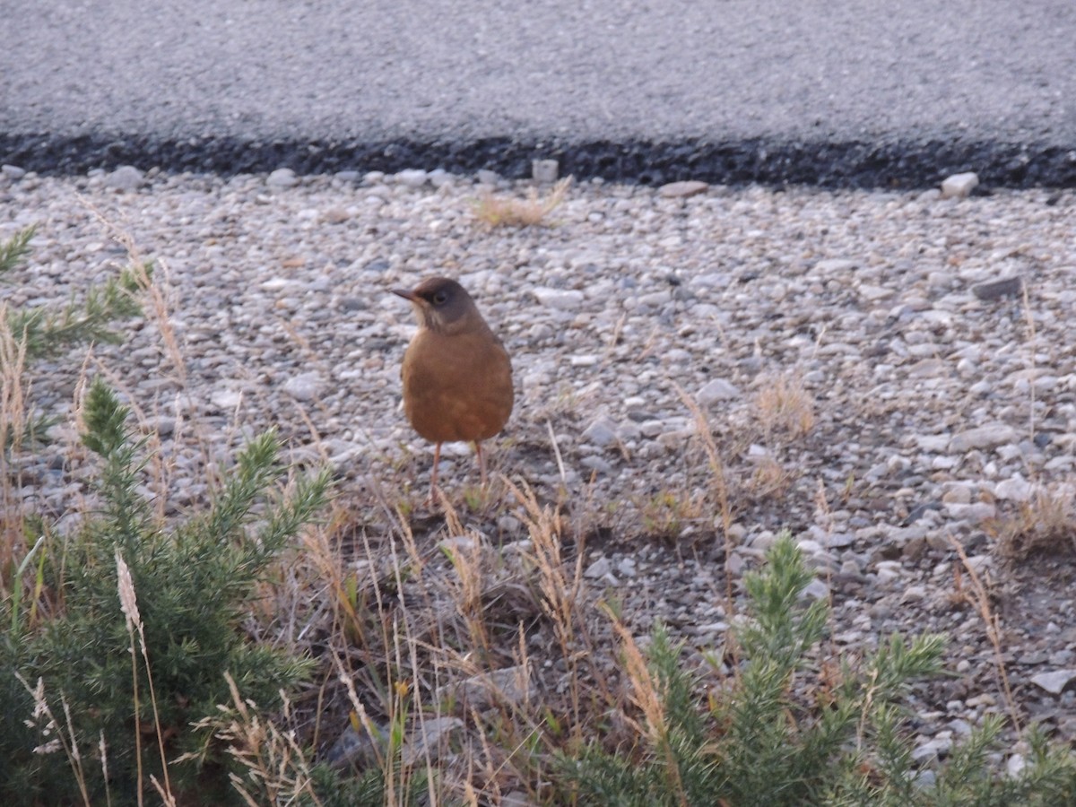Austral Thrush (Falkland) - ML620579816