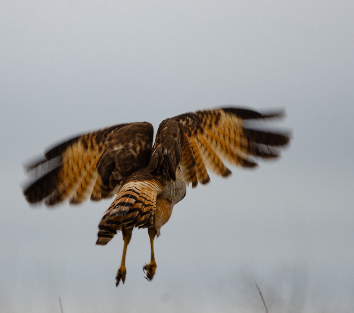 Roadside Hawk - ML620579821