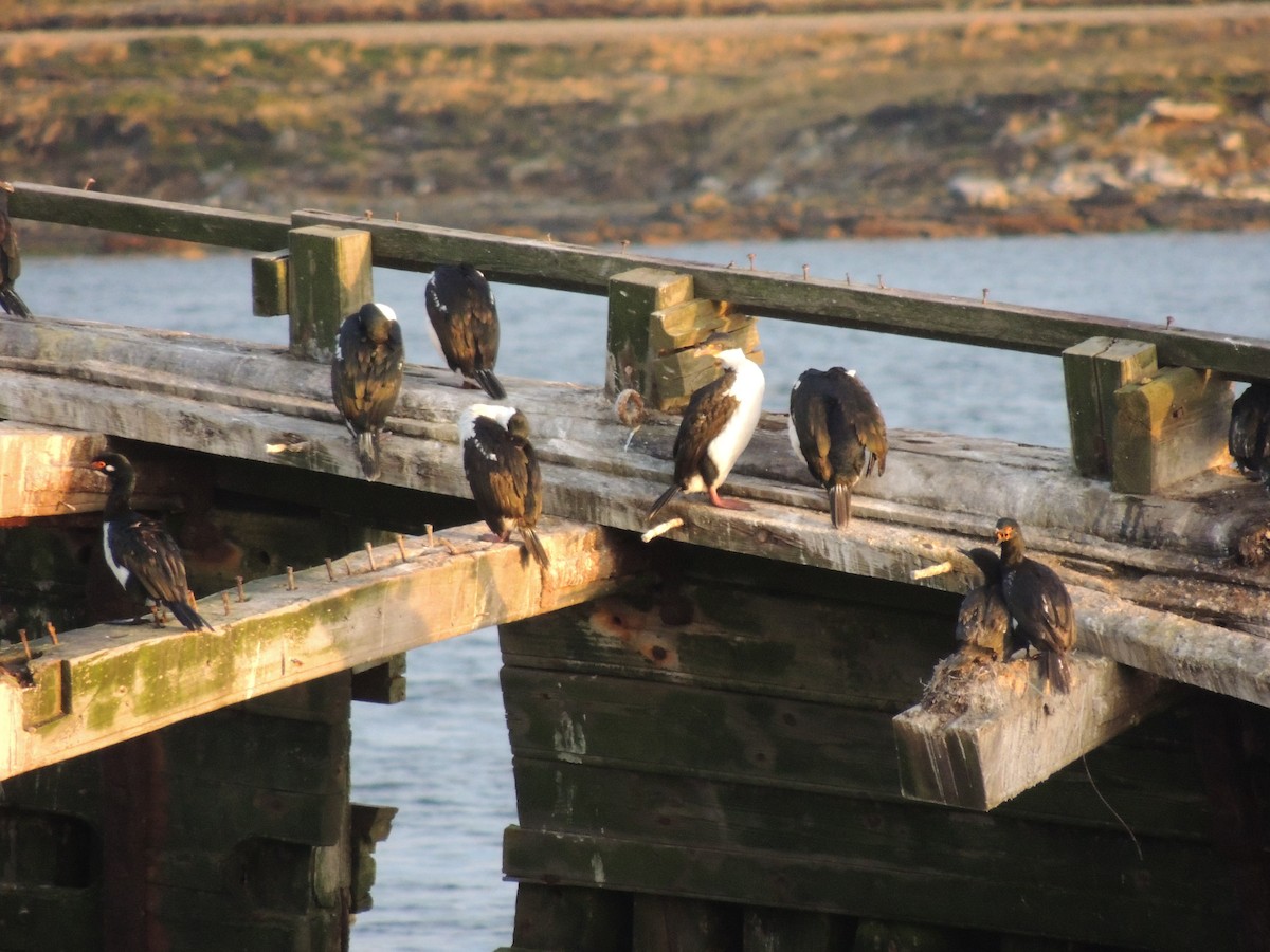 Imperial Cormorant (Imperial) - ML620579823