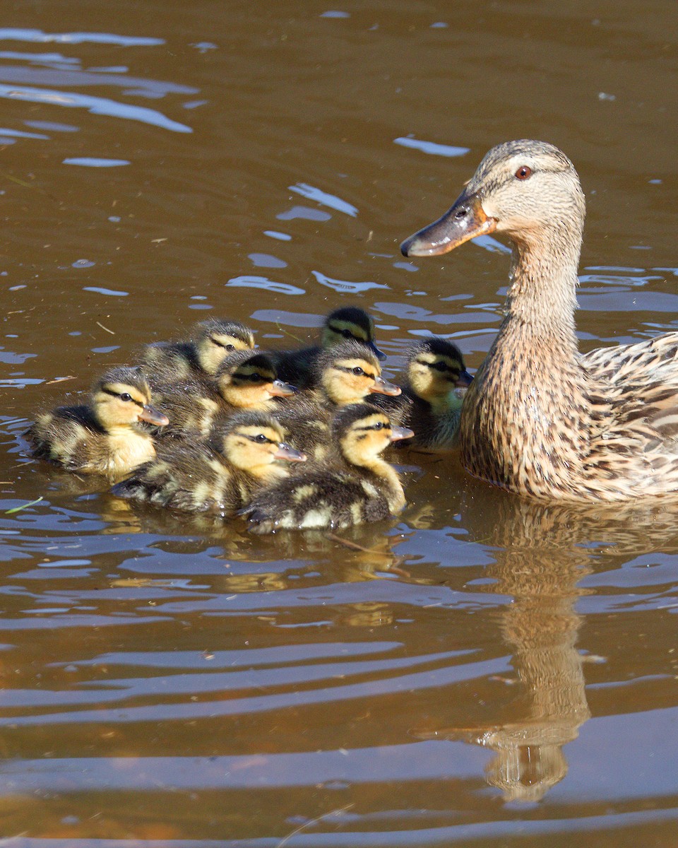 Canard colvert - ML620579825