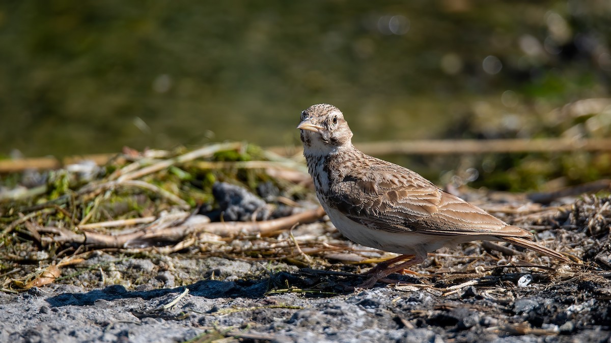 Eurasian Skylark - Sertaç Yıldırım