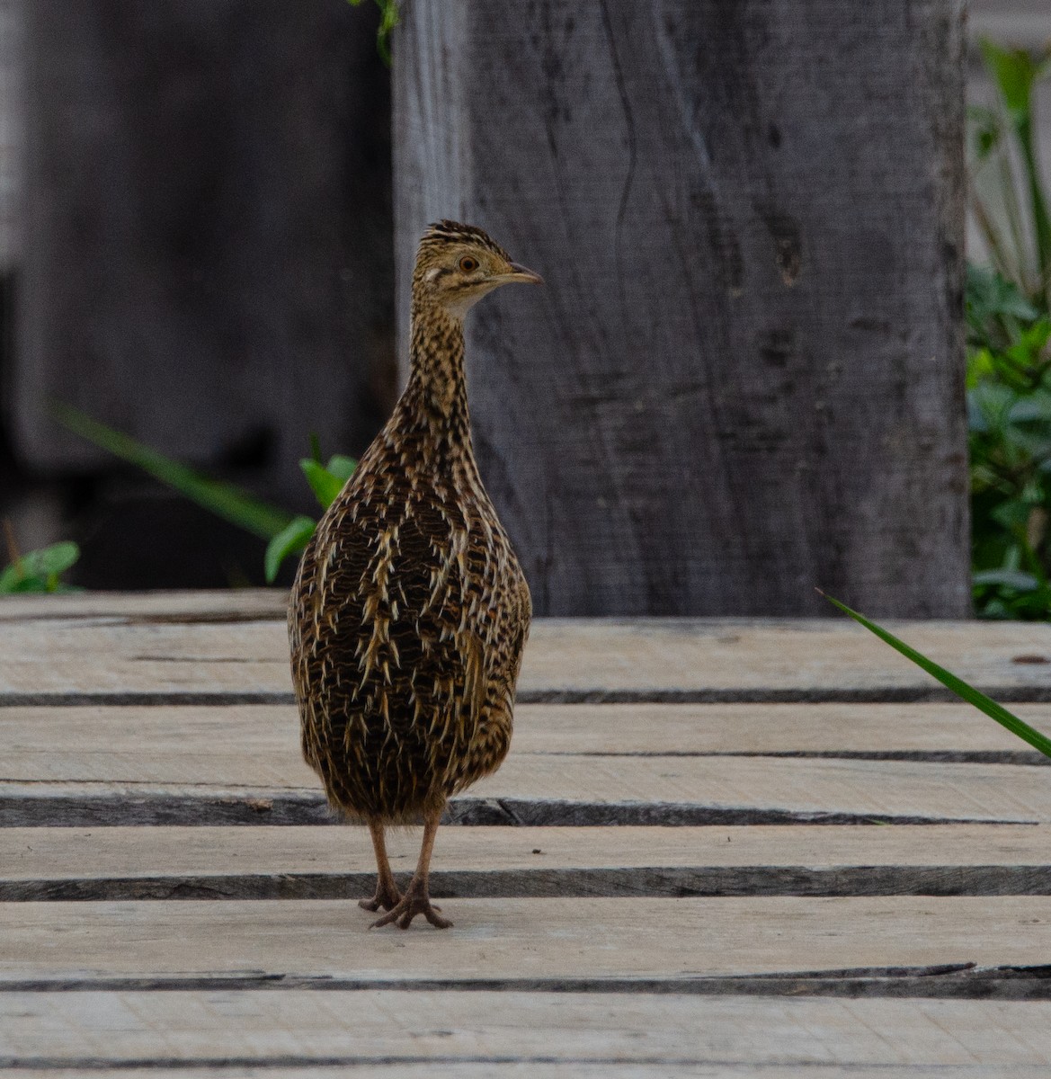 Tinamou tacheté - ML620579830