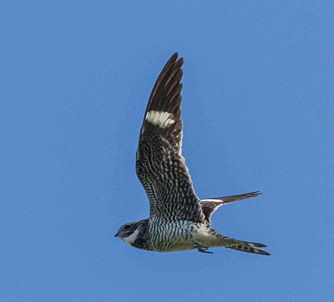 Common Nighthawk - ML620579831