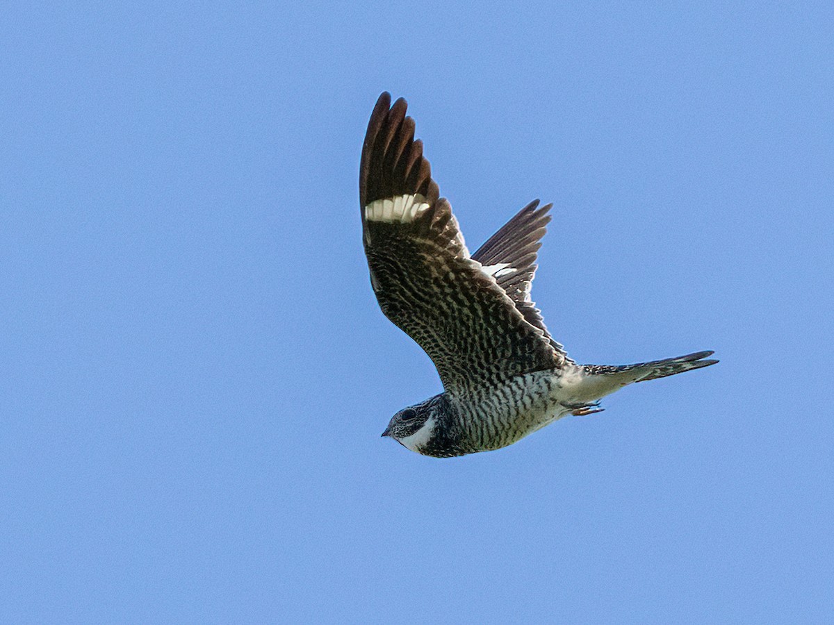 Common Nighthawk - ML620579832