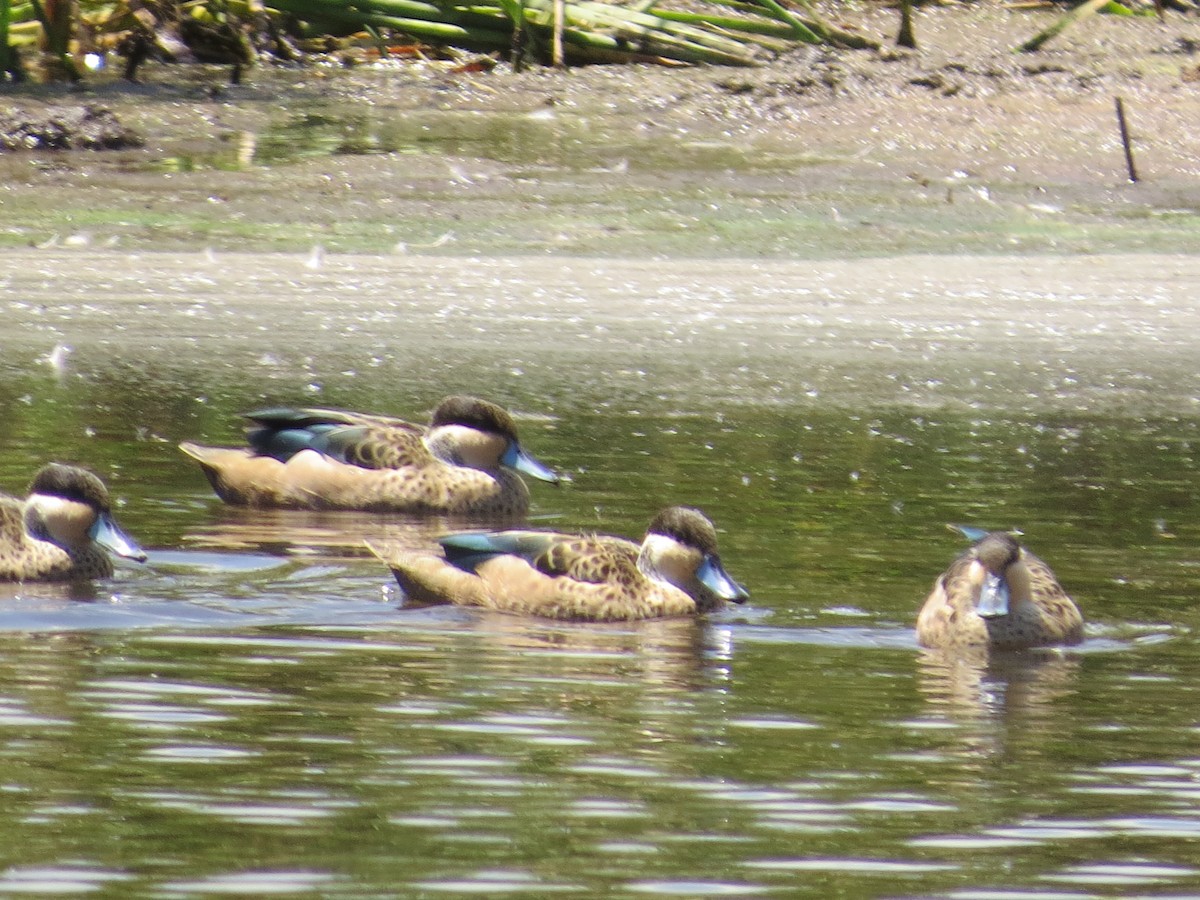 Blue-billed Teal - ML620579833