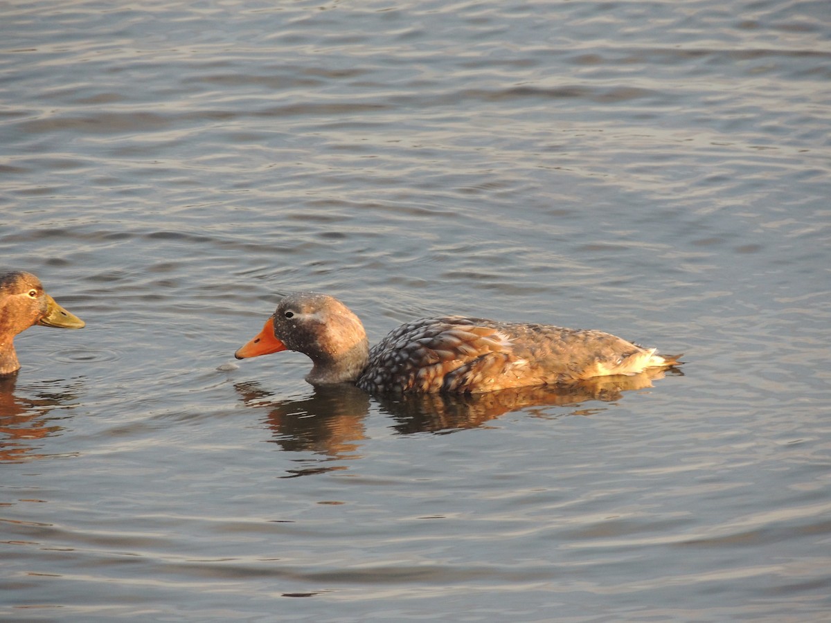 Falkland Steamer-Duck - ML620579841