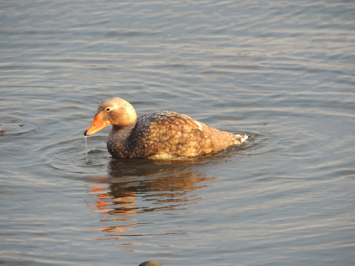 Falkland Steamer-Duck - ML620579842