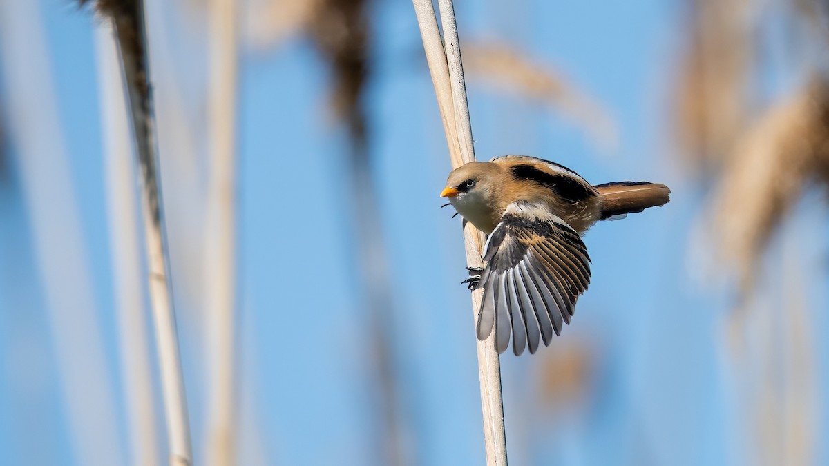 Bearded Reedling - ML620579851