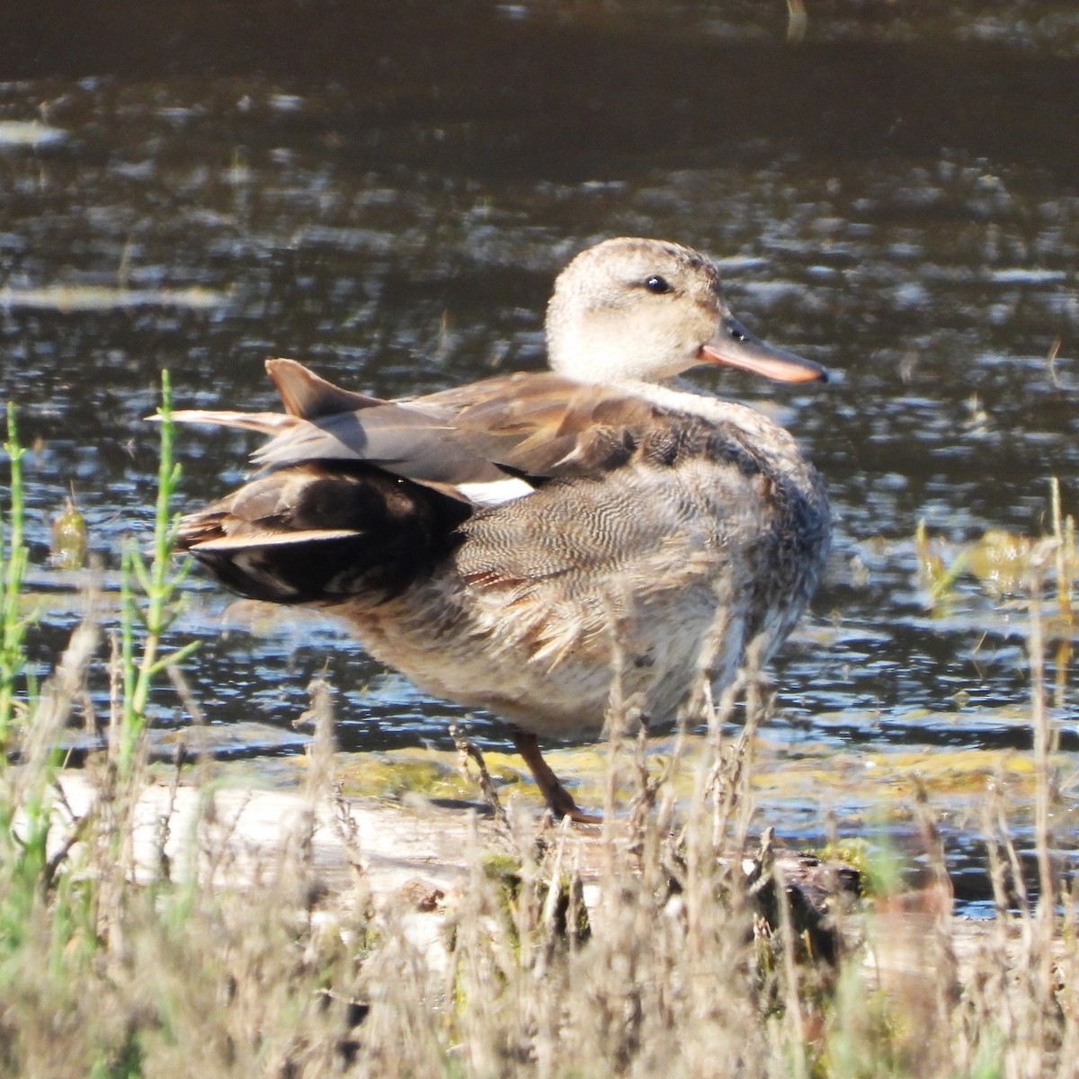 Gadwall - ML620579858