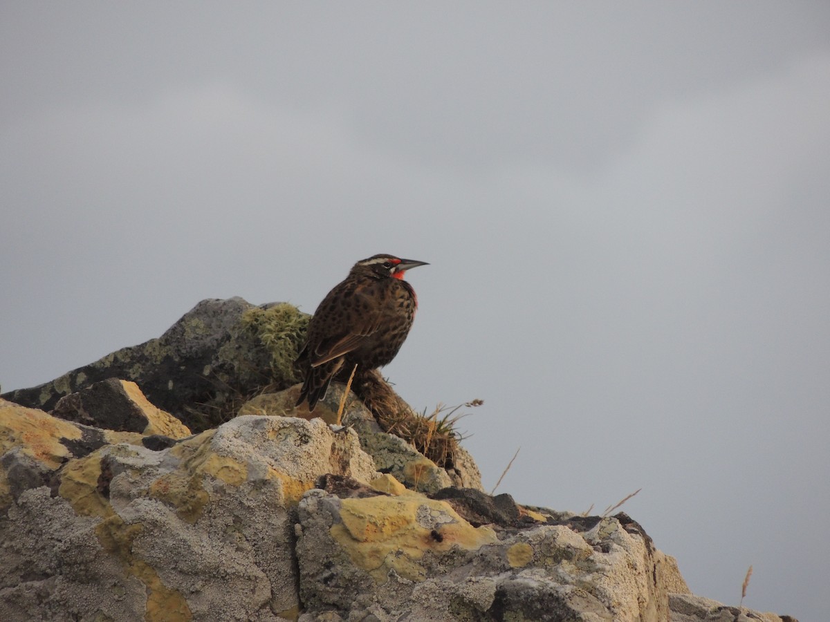 Long-tailed Meadowlark - ML620579859