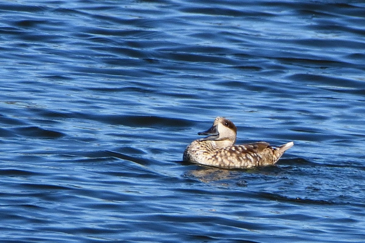 Marbled Duck - ML620579863