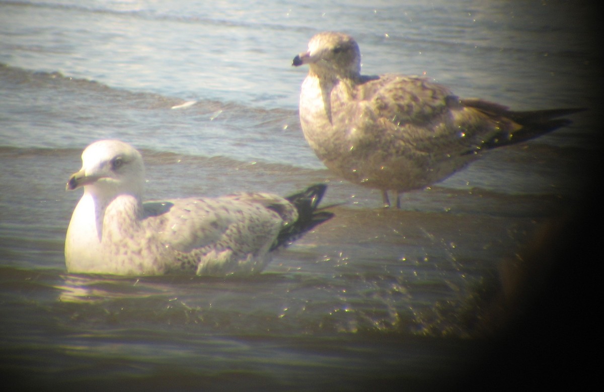 Herring Gull (American) - ML620579866