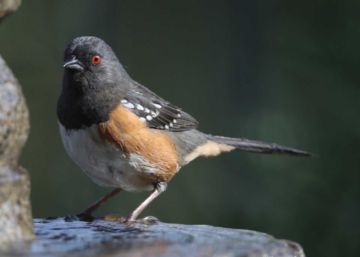 Spotted Towhee - ML620579894