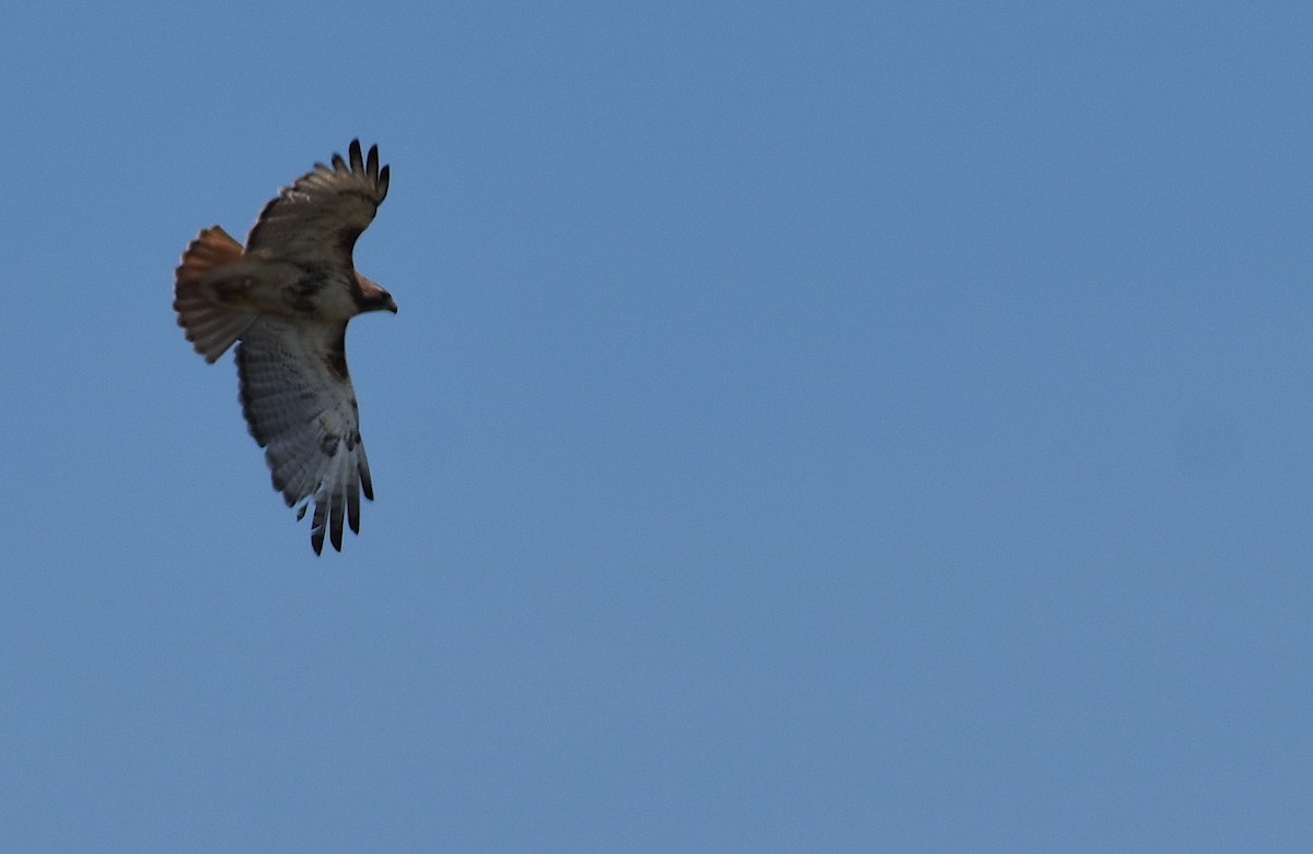 Red-tailed Hawk - ML620579897