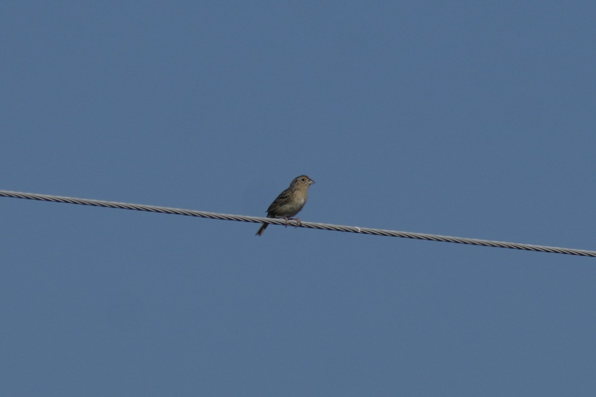 Grasshopper Sparrow - ML620579910