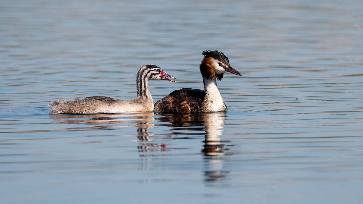 Great Crested Grebe - ML620579911