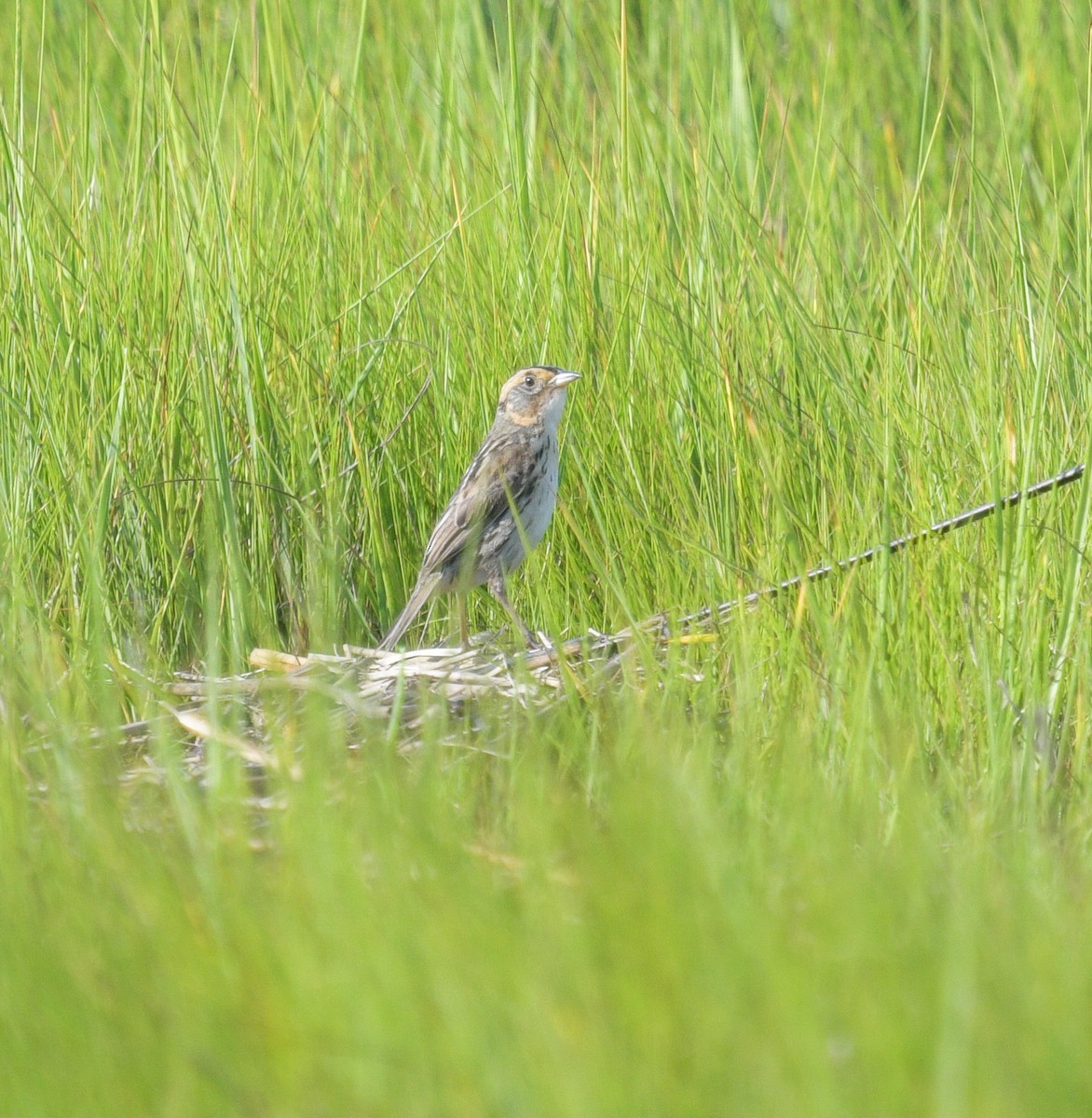 Saltmarsh Sparrow - ML620579924