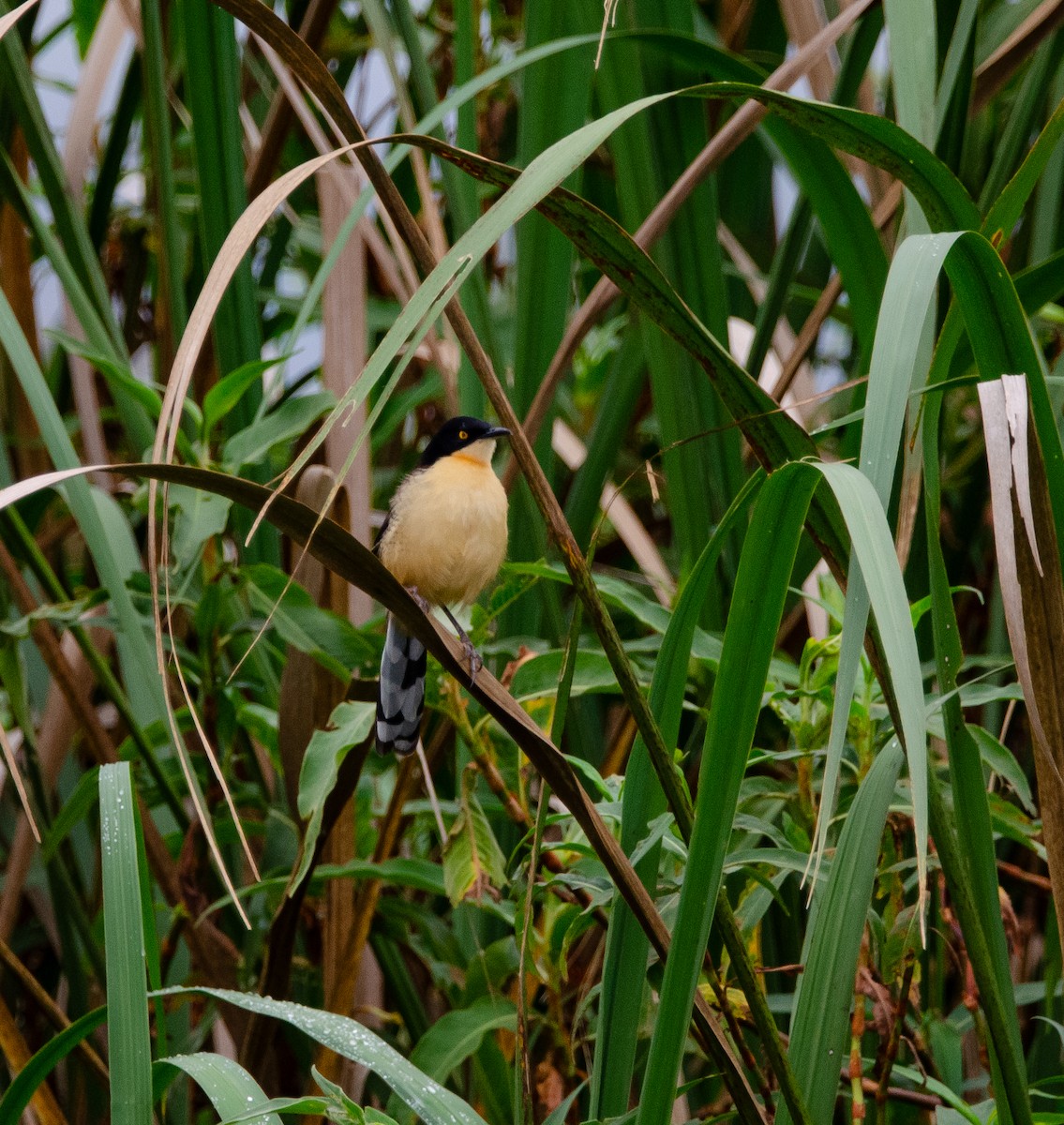 Black-capped Donacobius - Sebastian Brina