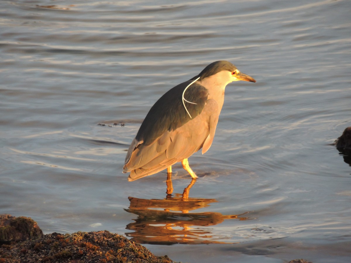 夜鷺 - ML620579927