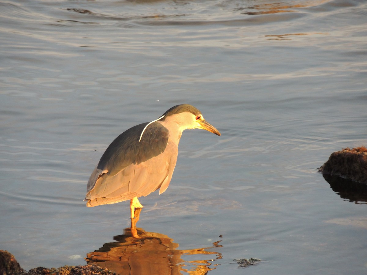 夜鷺 - ML620579928