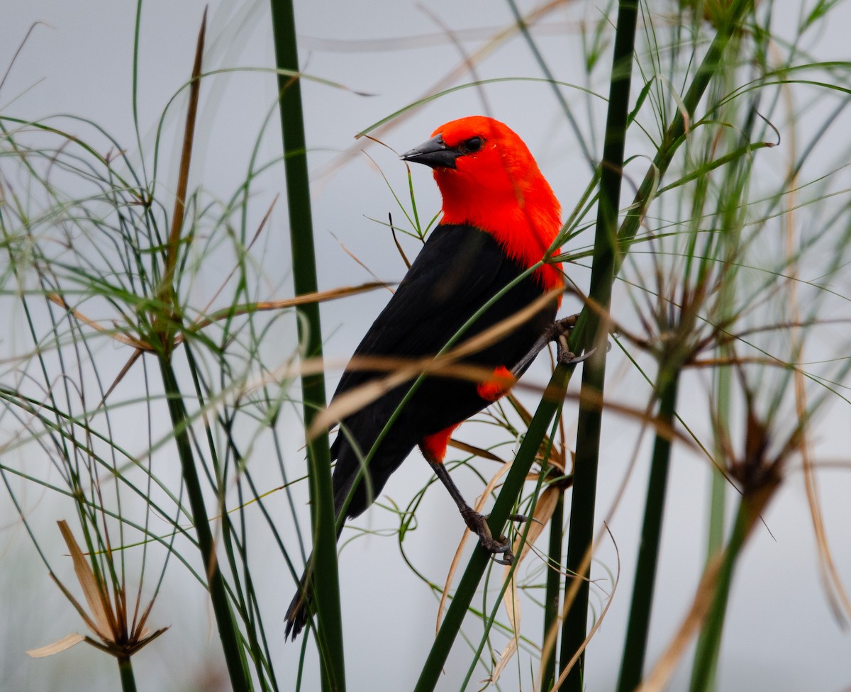 Scarlet-headed Blackbird - ML620579935