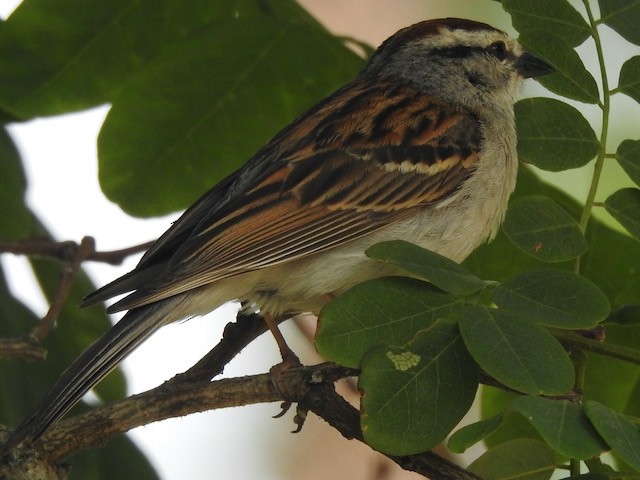 Grasshopper Sparrow - ML620579936