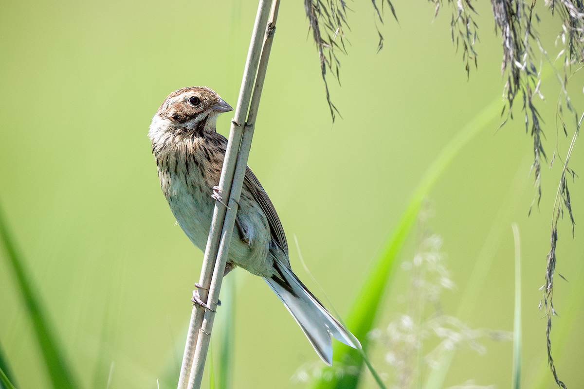 Reed Bunting - ML620579960