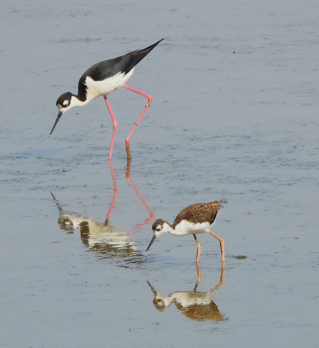 Black-necked Stilt - ML620579962