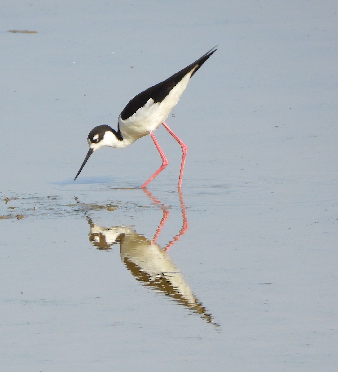 Black-necked Stilt - ML620579963