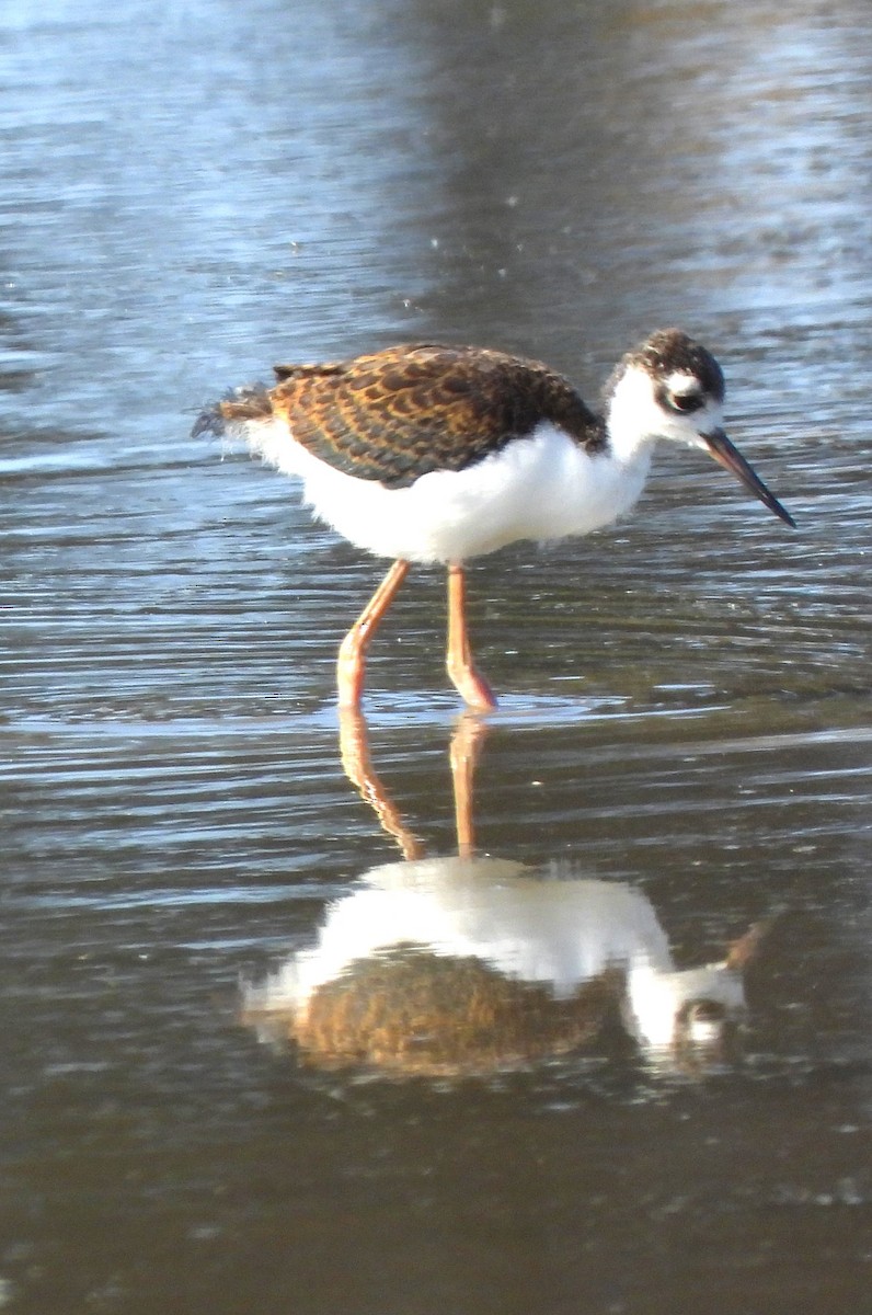 Black-necked Stilt - ML620579965