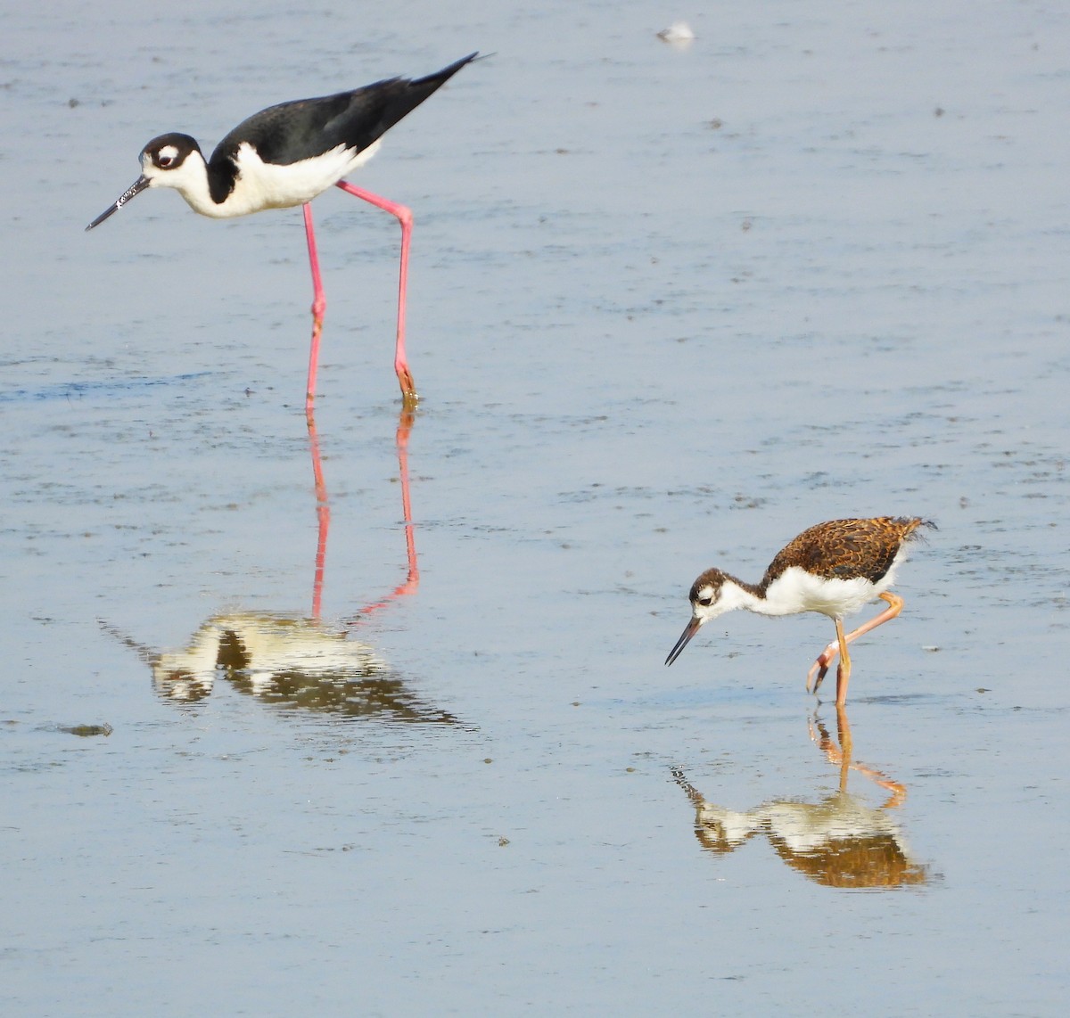 Black-necked Stilt - ML620579967