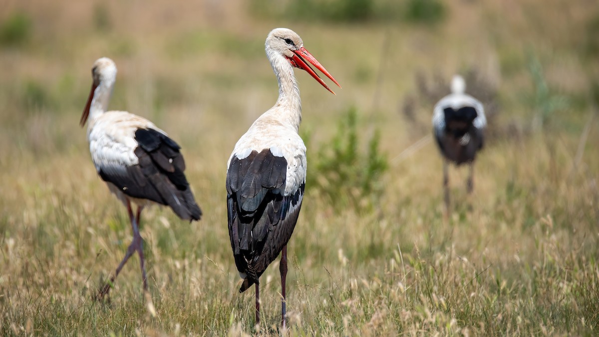 White Stork - ML620579974